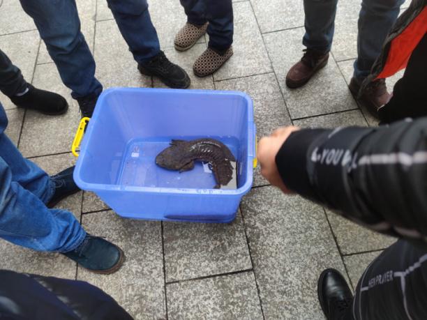 长江十年禁渔,我们在行动--綦江区放生野生娃娃鱼