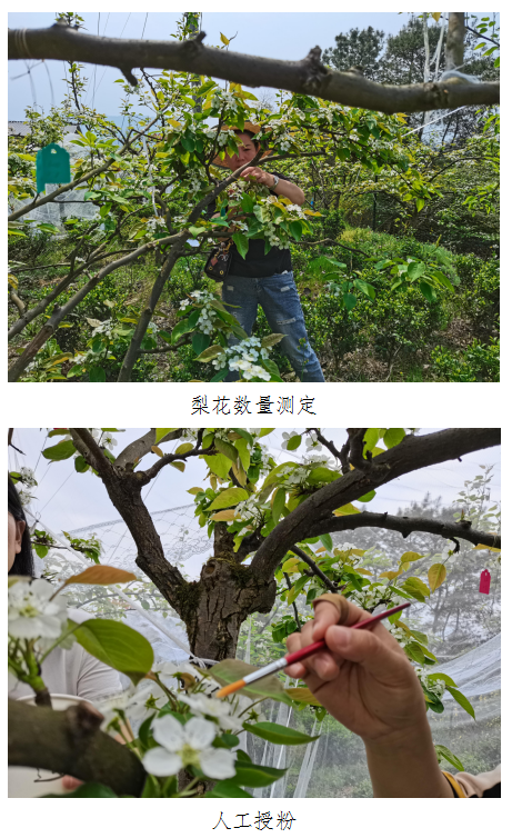 綦江区开展蜜蜂授粉试验测定梨树提质增效