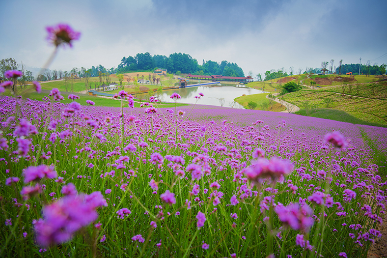 横山镇花仙谷景区鲜花盛开
